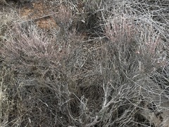 Eriogonum fasciculatum