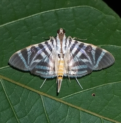 Spilomela
