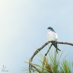 Hemiprocne longipennis