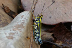 Zebratula flavonigra