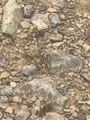 Austrogomphus guerini