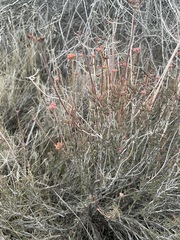 Eriogonum fasciculatum