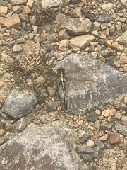 Austrogomphus guerini