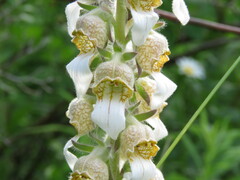 Digitalis lanata