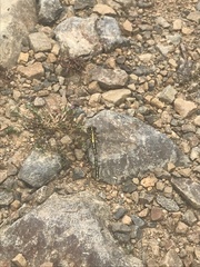 Austrogomphus guerini