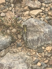 Austrogomphus guerini