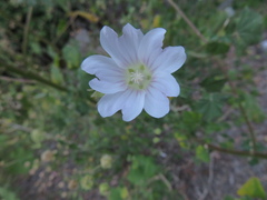 Malva weinmanniana