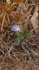 Cynarospermum asperrimum