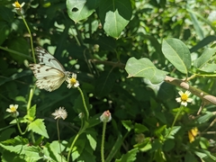 Belenois gidica abyssinica