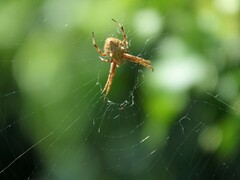 Backobourkia brouni