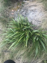 Dianella tasmanica