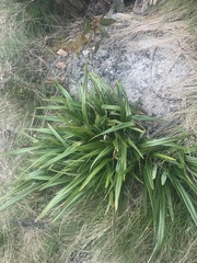 Dianella tasmanica