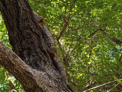 Varanus albigularis albigularis