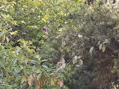 Cobaea scandens