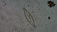 Naviculales