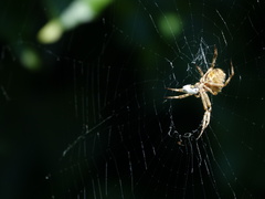 Backobourkia brouni