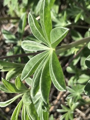 Lupinus formosus