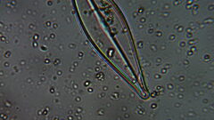 Naviculales