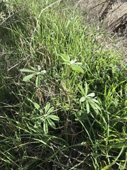 Lupinus succulentus