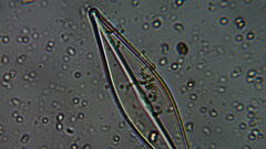 Naviculales