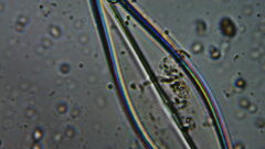 Naviculales