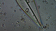 Naviculales