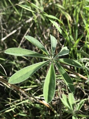 Lupinus succulentus