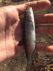 Semotilus corporalis