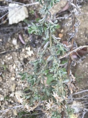 Heterotheca sessiliflora