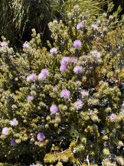 Melaleuca squamea