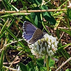 Zizina oxleyi