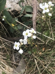 Cardamine lilacina