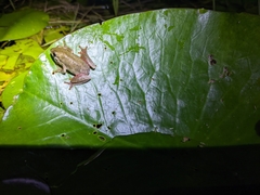 Hyperolius marmoratus taeniatus