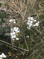 Cardamine lilacina
