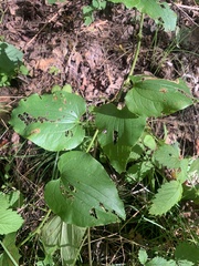 Smilax herbacea