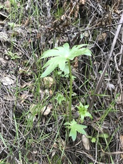 Delphinium cardinale