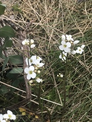 Cardamine lilacina