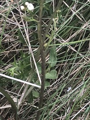 Cardamine lilacina