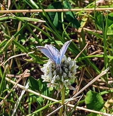 Zizina oxleyi