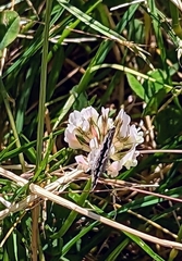 Zizina oxleyi