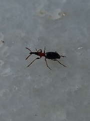 Cylas formicarius