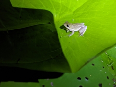 Hyperolius marmoratus taeniatus