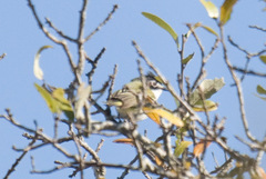 Vireo atricapilla