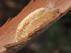 Orthodera