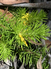 Persoonia chamaepitys