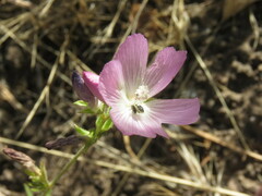 Sidalcea sparsifolia