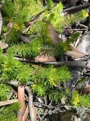 Persoonia chamaepitys