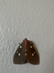 Tinolius eburneigutta