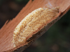 Orthodera
