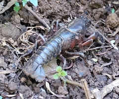 Euastacus